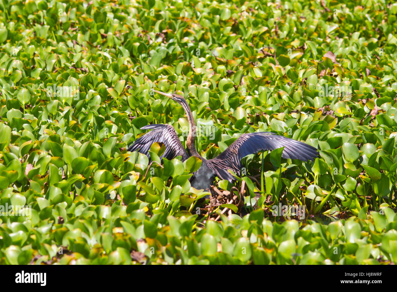 African darter (anhinga rufa), a volte chiamato snakebird Foto Stock
