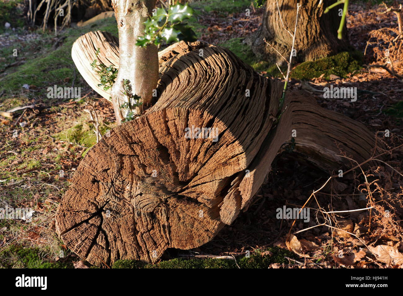 Grande sezione di felled dell'albero senza corteccia lasciata sul terreno per generare una sede per gli insetti e ad Arne Dorset albero selvatico incolto con le fessure profonde Foto Stock