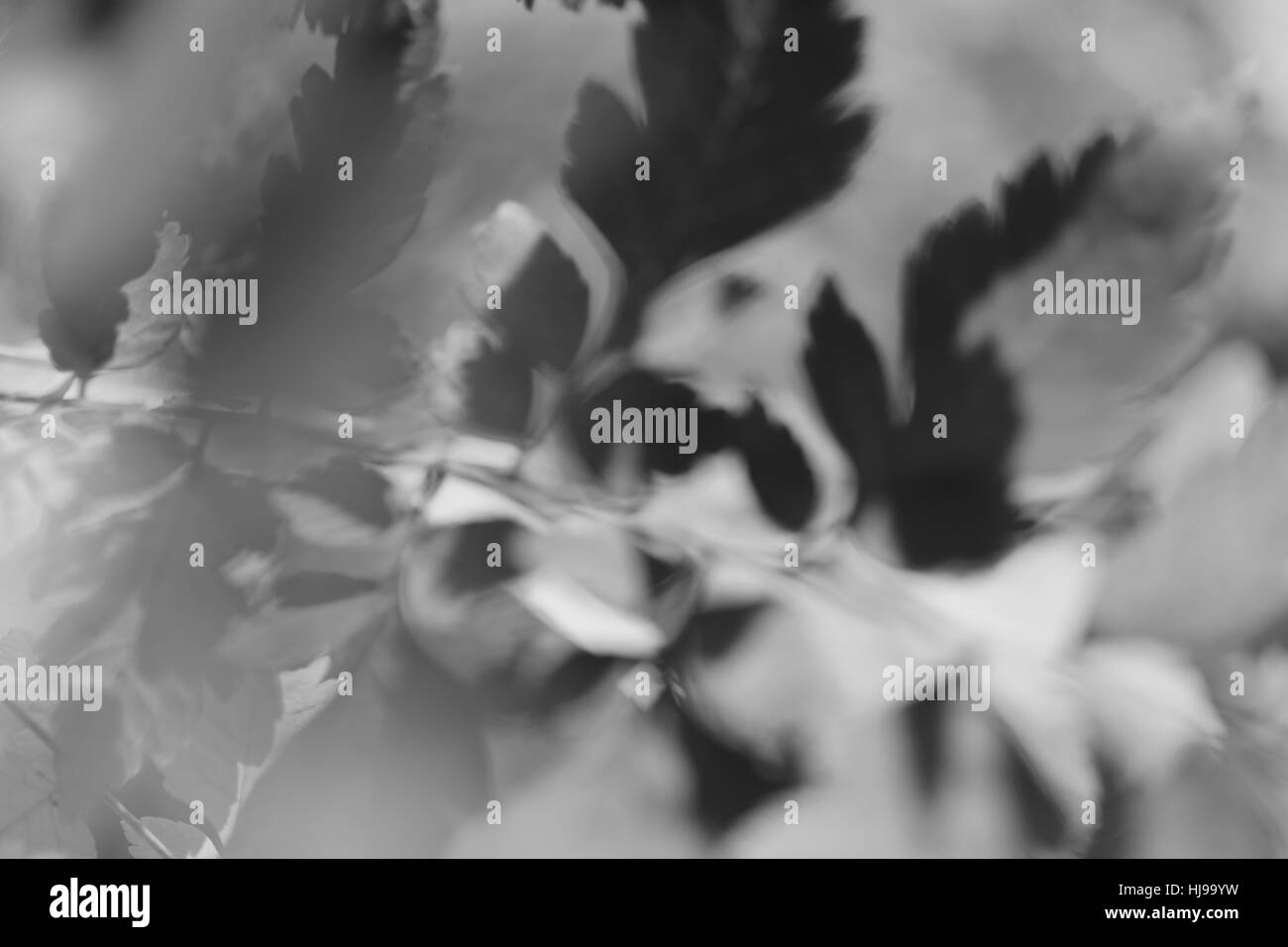 Abstract autunno sfondi, per sfocare lo sfondo Foto Stock