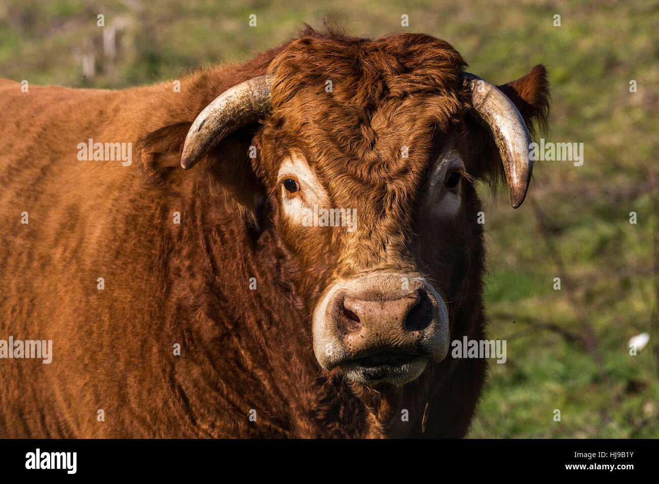 Toro Foto Stock