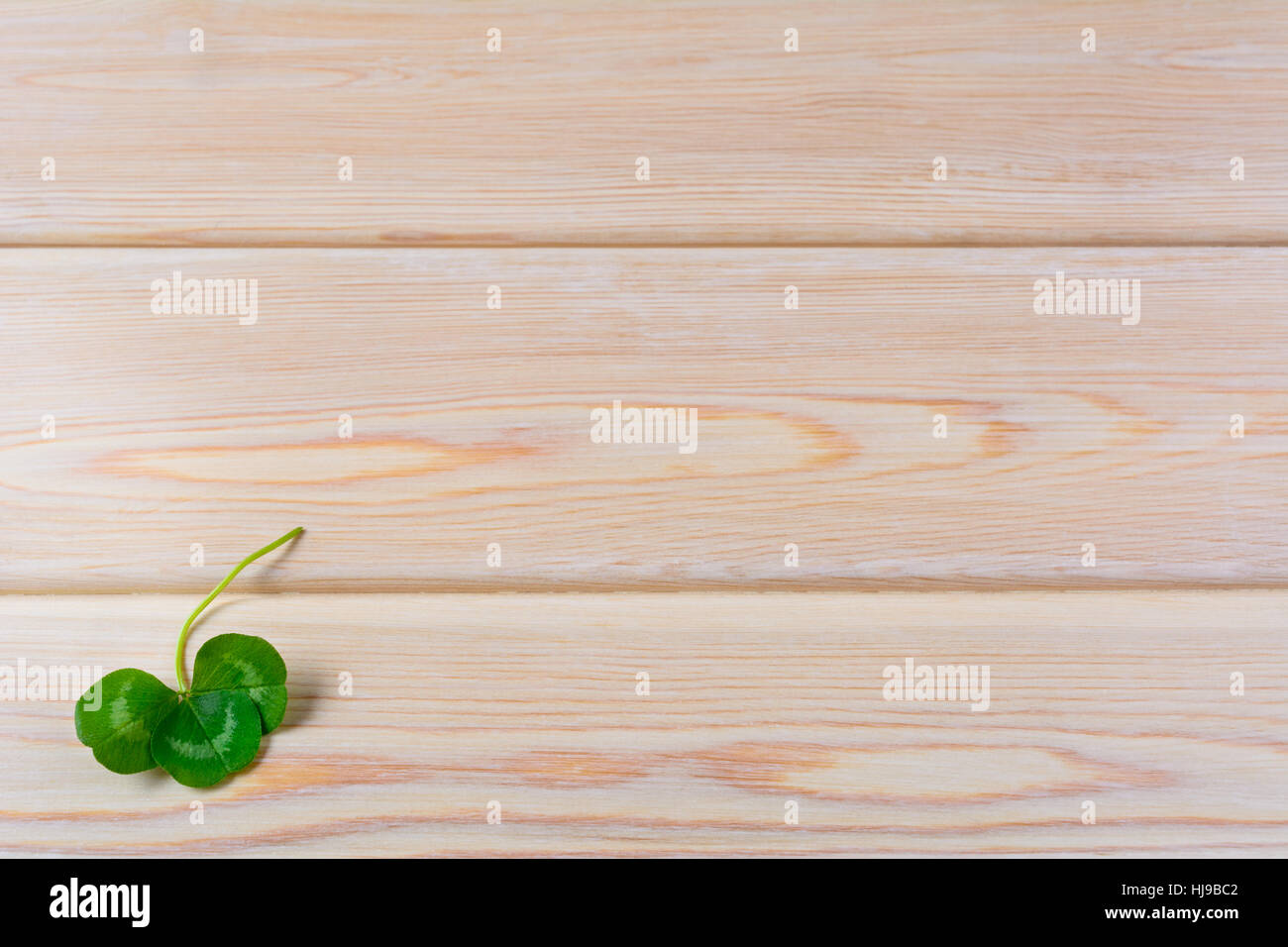 Closeup shamrock setup sul legno rustico sfondo. San Patrizio giorno biglietto di auguri. Tre foglie di trifoglio Festival irlandese di simbolo. Copia dello spazio. Foto Stock