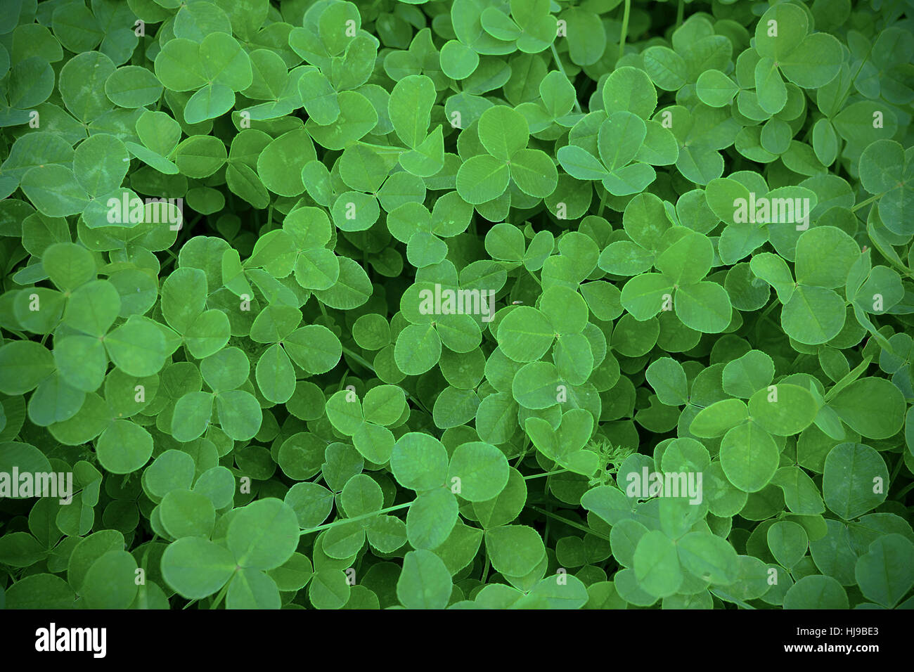 Verde foglie di trifoglio in prato sfondo sfocato. San Patrizio giorno biglietto di auguri. Estate shamrock Festival irlandese di simbolo. Foto Stock