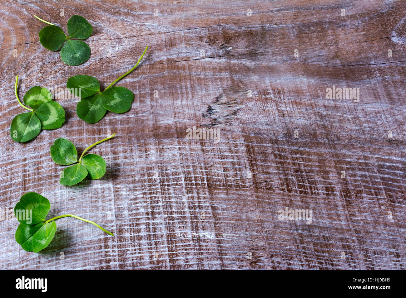 San Patrizio giorno saluto con trifogli lascia il telaio su sfondo di legno. Irlandese tradizionale simbolo del festival. Copia dello spazio. Foto Stock