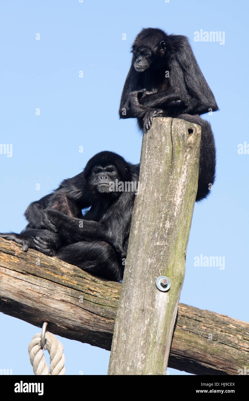 Monkey, scimmie, primati, a segno, @, animale mammifero, scimmia, nero, swarthy, Foto Stock