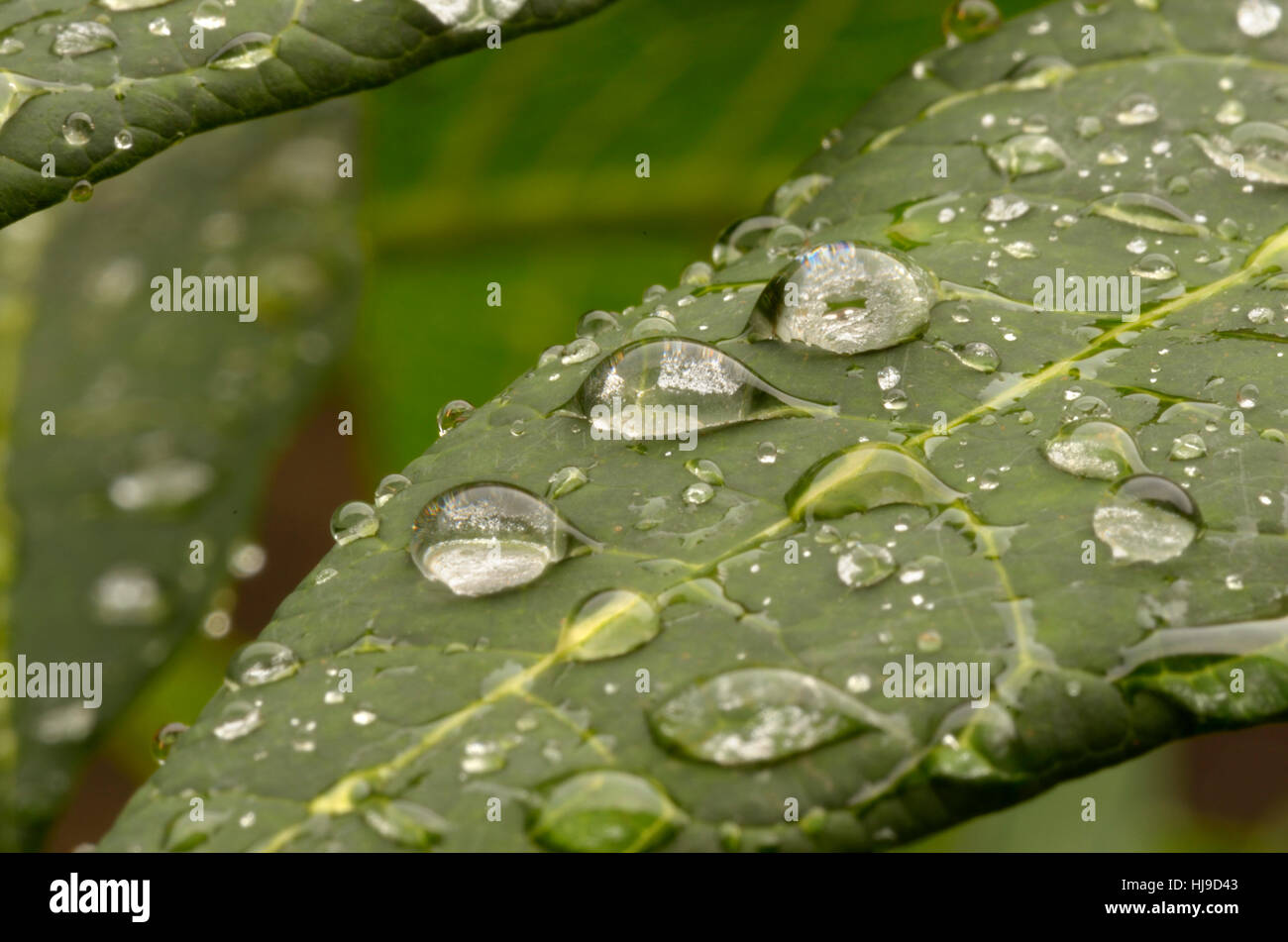 Verde, freschezza, rugiada, goccia d'acqua, waterdrop, acqua, la natura, il verde, Africa Foto Stock