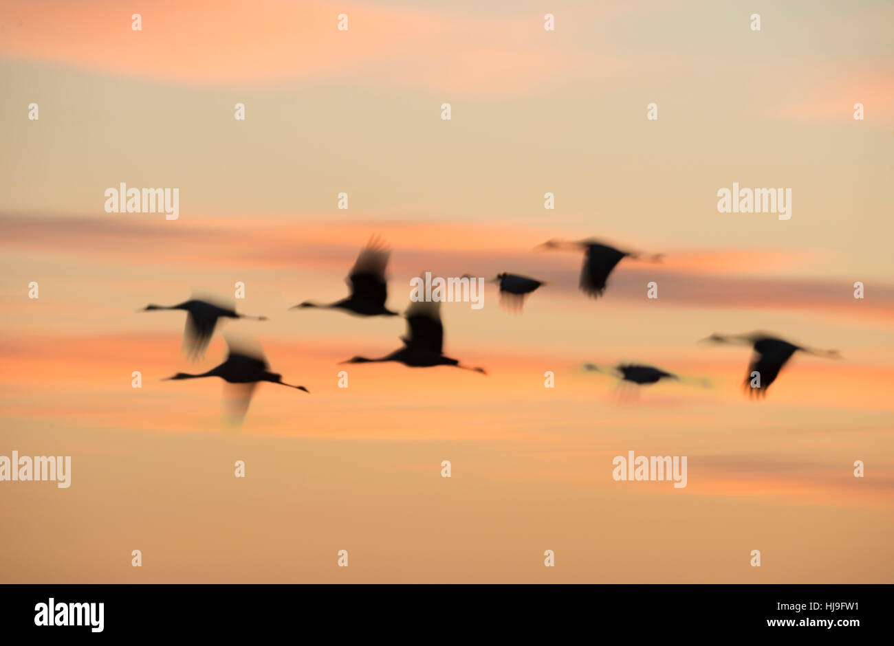 Gregge di svernamento gru Sandhill sorvolare Paynes Prairie Florida al crepuscolo Foto Stock