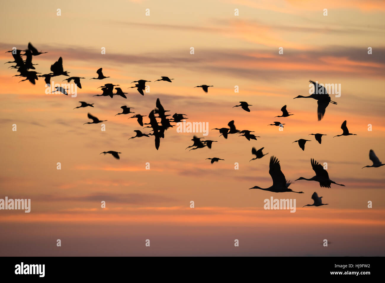 Gregge di svernamento Sandhill gru e ibis lucido sorvolare Paynes Prairie Florida al crepuscolo Foto Stock