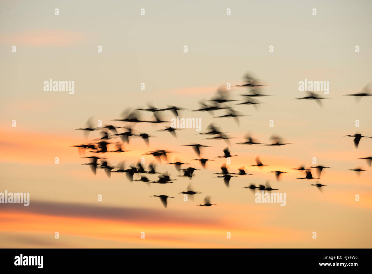 Gregge di svernamento ibis lucido sorvolare Paynes Prairie Florida al crepuscolo Foto Stock