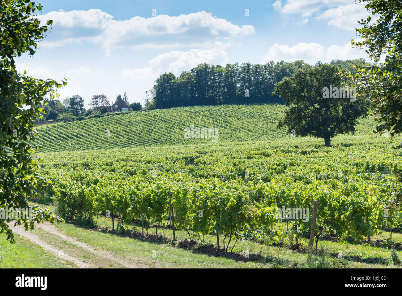 I vitigni al Denbies Wine Estate, London Road, Dorking Surrey, Inghilterra, Regno Unito Foto Stock