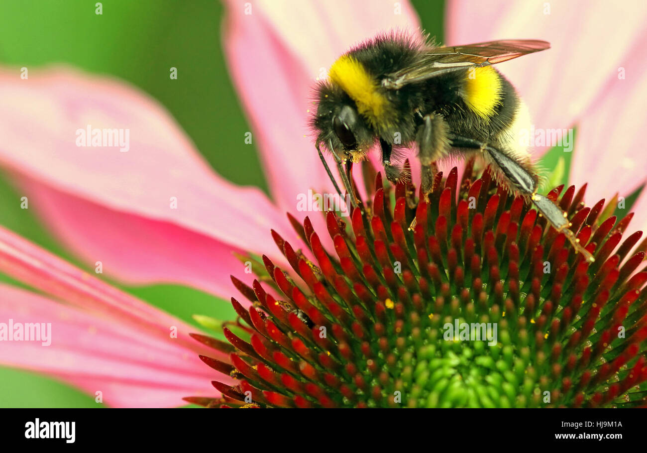 Bumblebee, bloom, blossom, fiorire, fiorente, parasole, pianta medicinale, Foto Stock