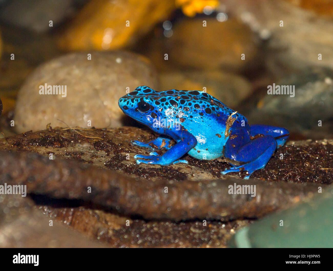Il blue poison dart frog Foto Stock