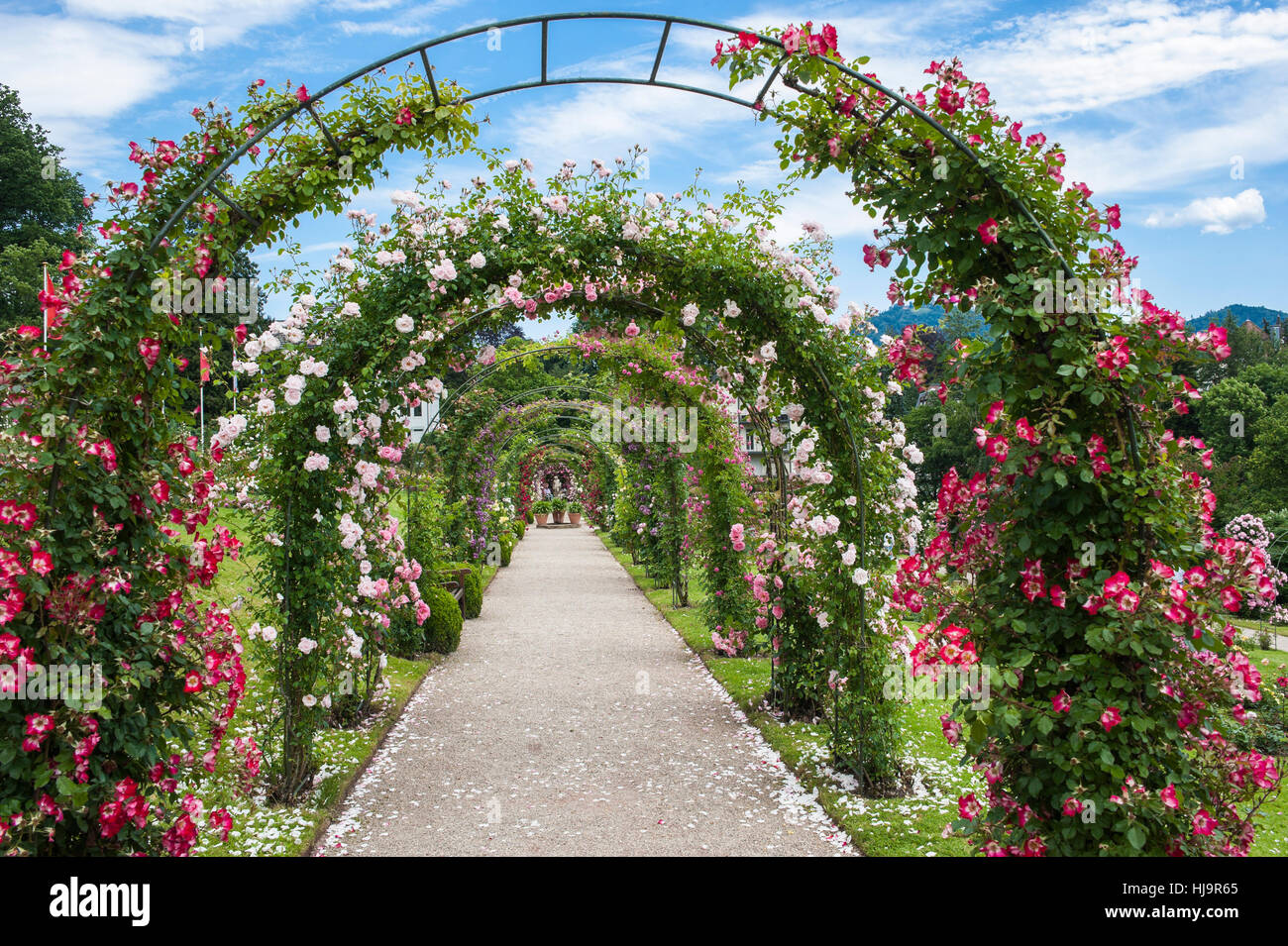 Parco, giardino, fiori, piante, bloom, blossom, fiorire, fiorente, fiori, Foto Stock