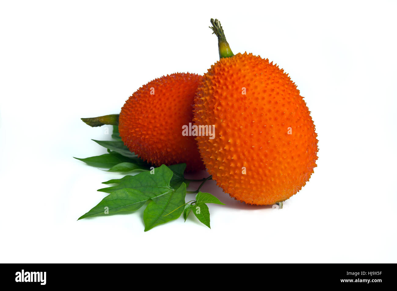 Gac frutto isolato su bianco (denominata anche come Baby Jackfruit, amaro spinoso GAC, gourd Amaro, dolce terra, melone rosso, Cochinchin Goud, Momordica cochinc Foto Stock