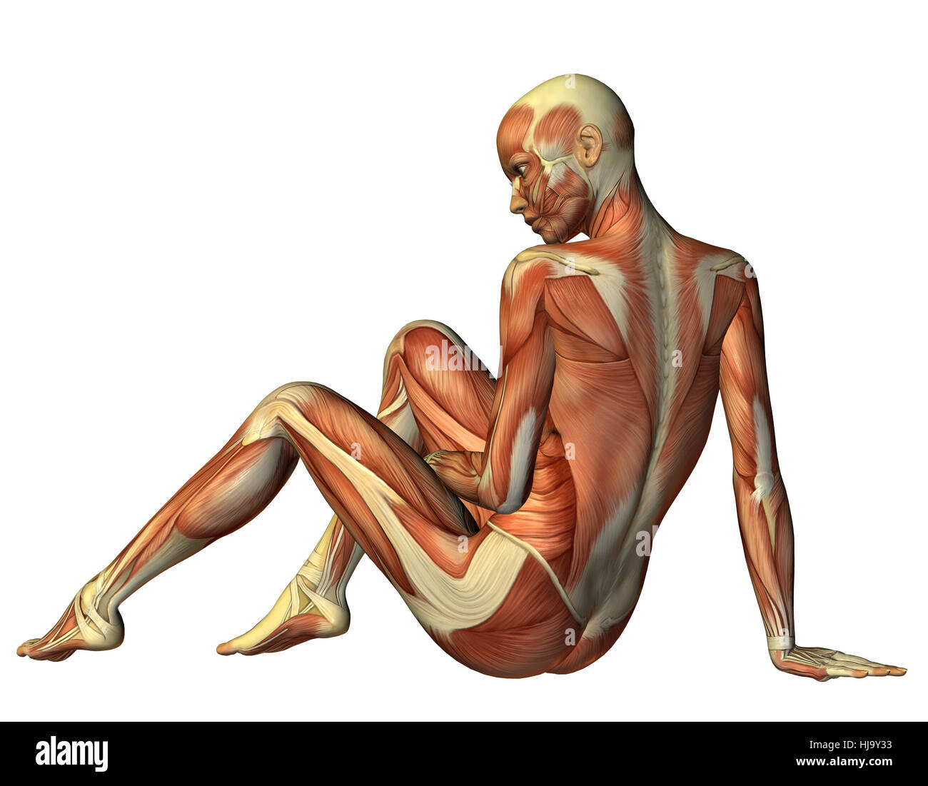 3D Rendering Muskelaufbau sitzende Frau von hinten Foto Stock