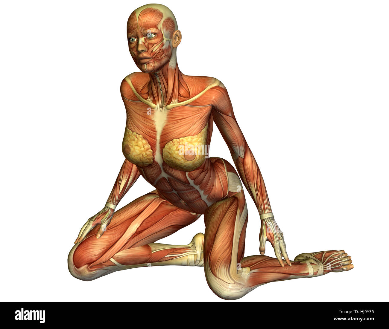 3D Rendering der Muskeln einer knienden Frau Foto Stock