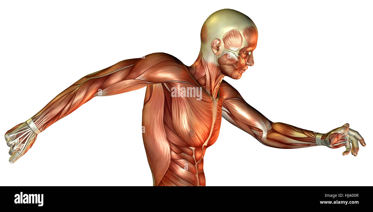 3D Rendering Bewegungsstudie männlicher Oberkörper Muskelaufbau Foto Stock