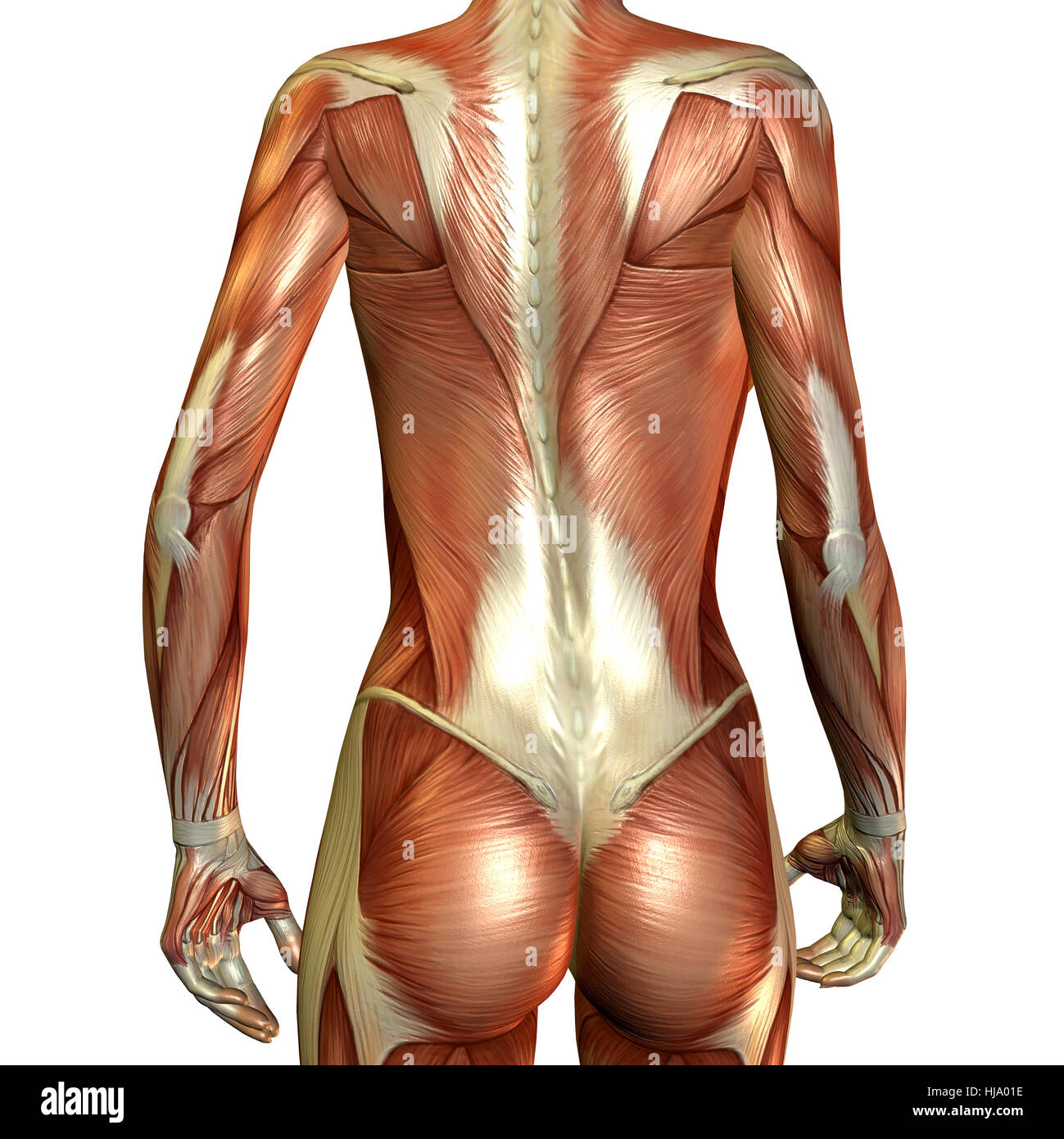 3D Rendering des Muskelaufbaus eines weiblichen Rücken Foto Stock