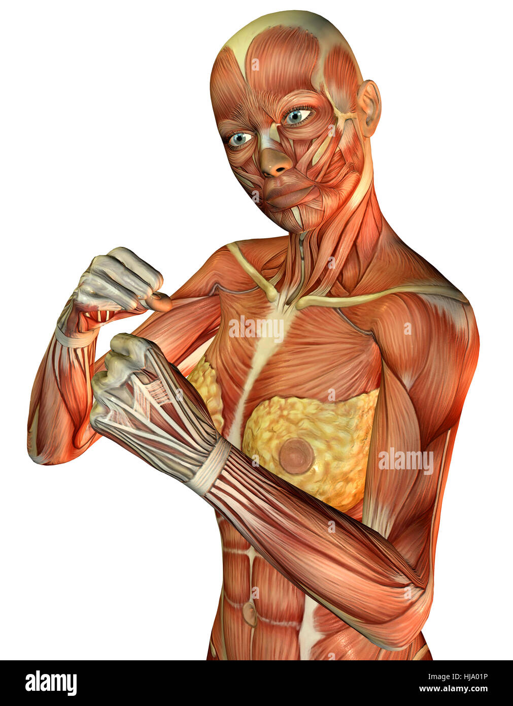 3D Rendering der Muskeln un einem sportlichen weiblichen Oberkörpers Foto Stock