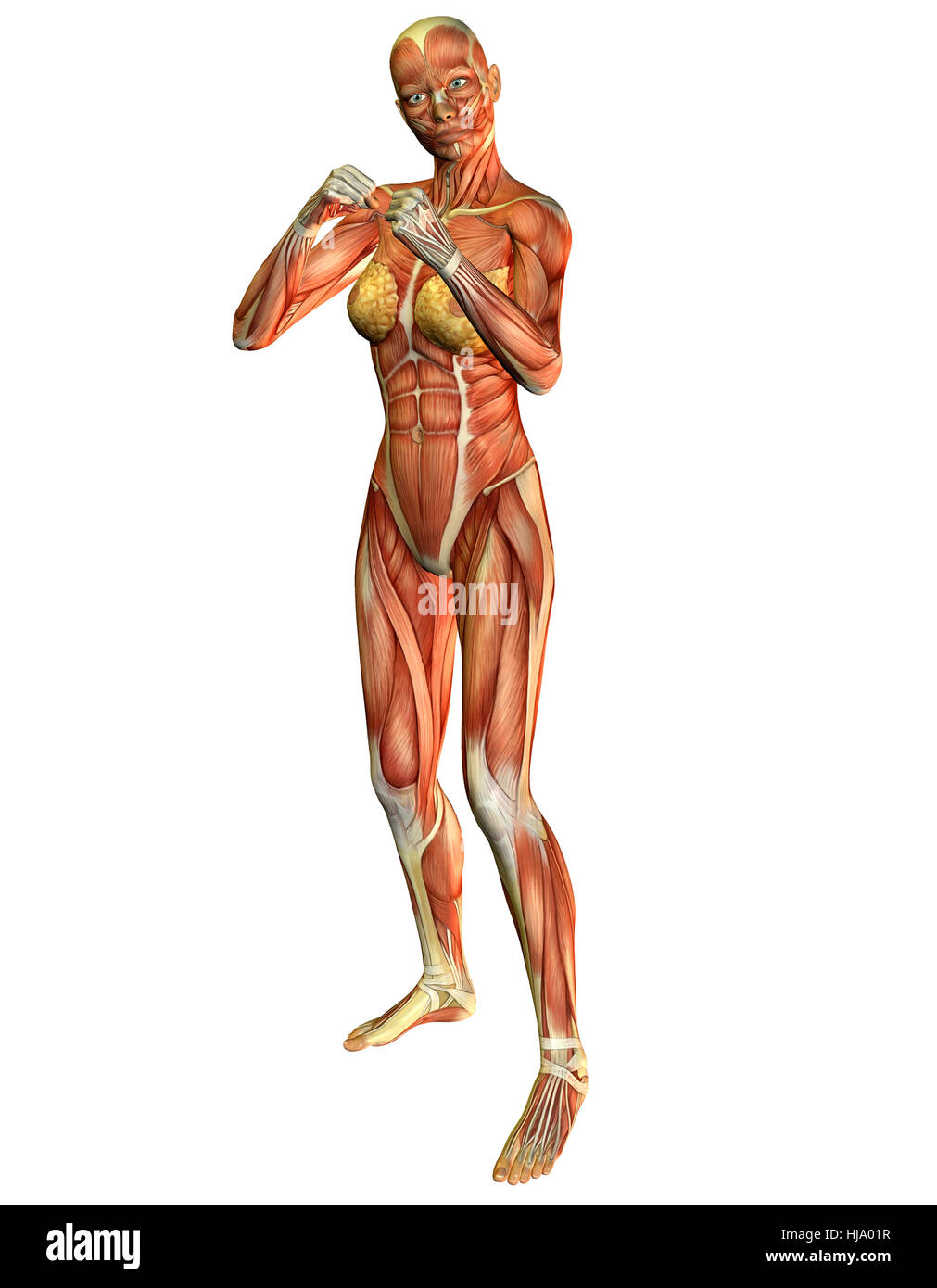 3D Rendering des Muskelaufbau bei einer Frau in posa Boxer Foto Stock