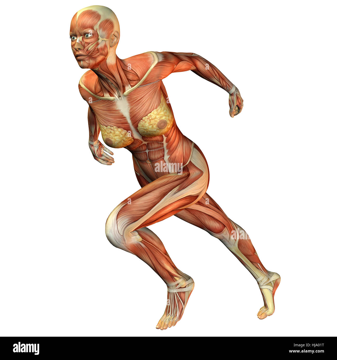 3D Rendering des Muskelaufbaus eines weiblichen Körpers bei einer Laufstudie Foto Stock
