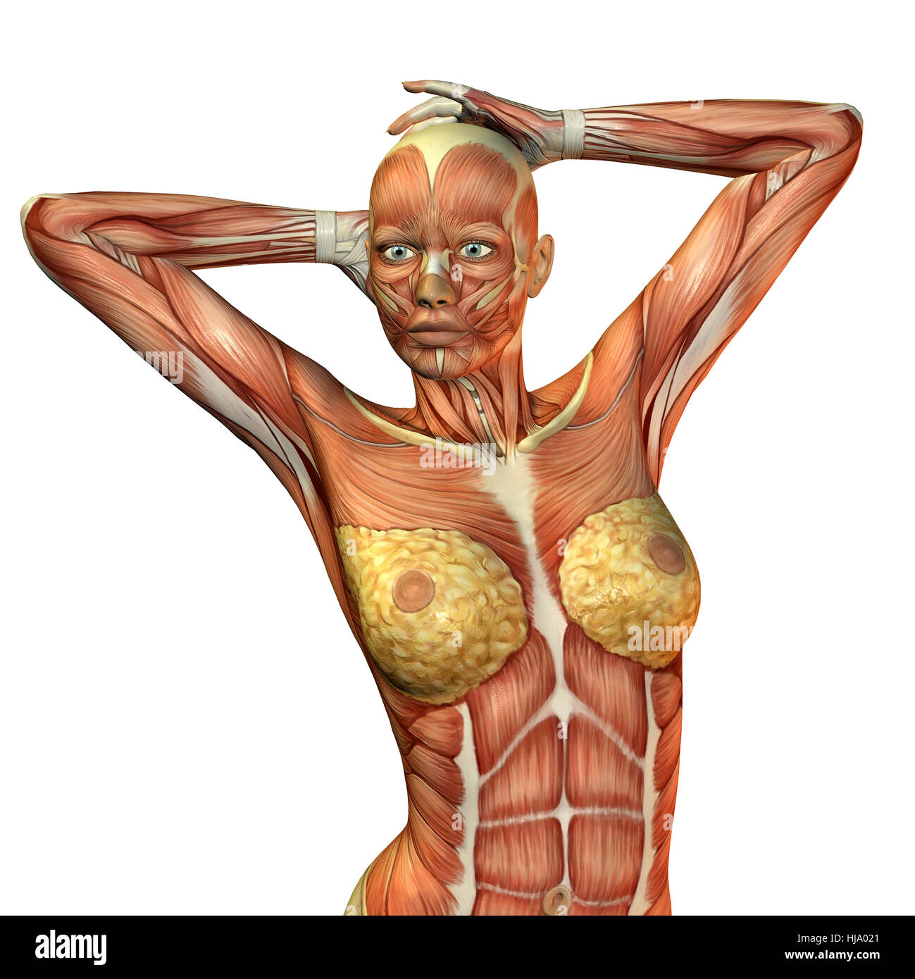 3D Rendering der Muskeln un einem weiblichen Oberkörpers Foto Stock