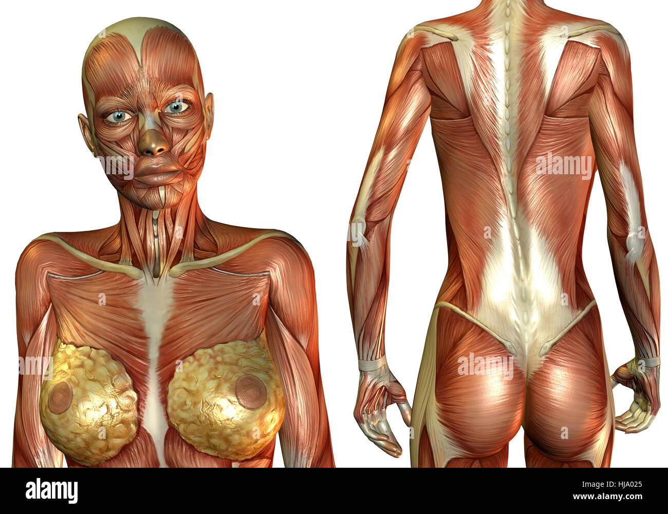 3D Rendering Frau Brust- und Rückenmuskel Foto Stock