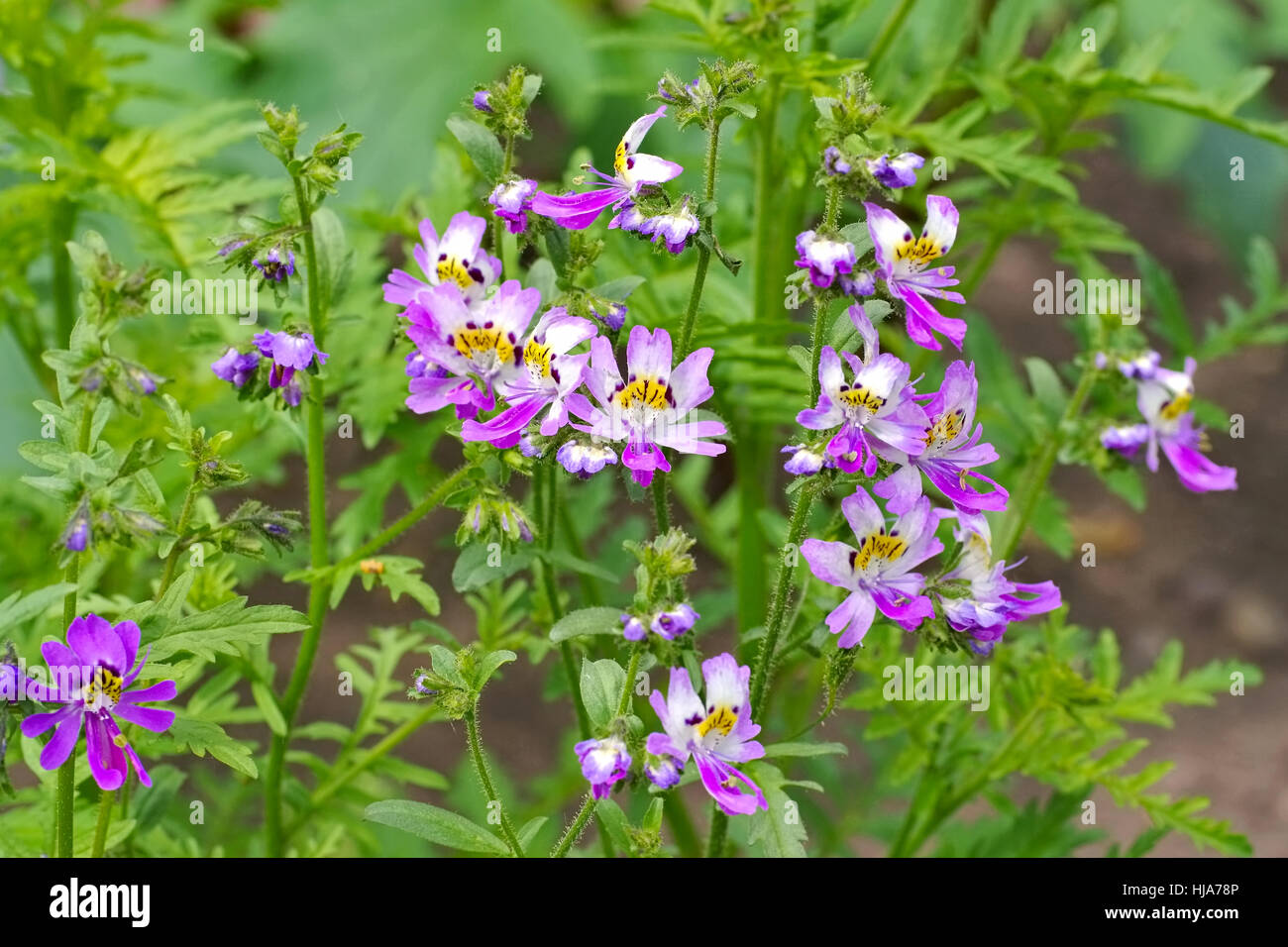 Piccola farfalla, Schizanthus pinnatus un bel fiore Foto Stock