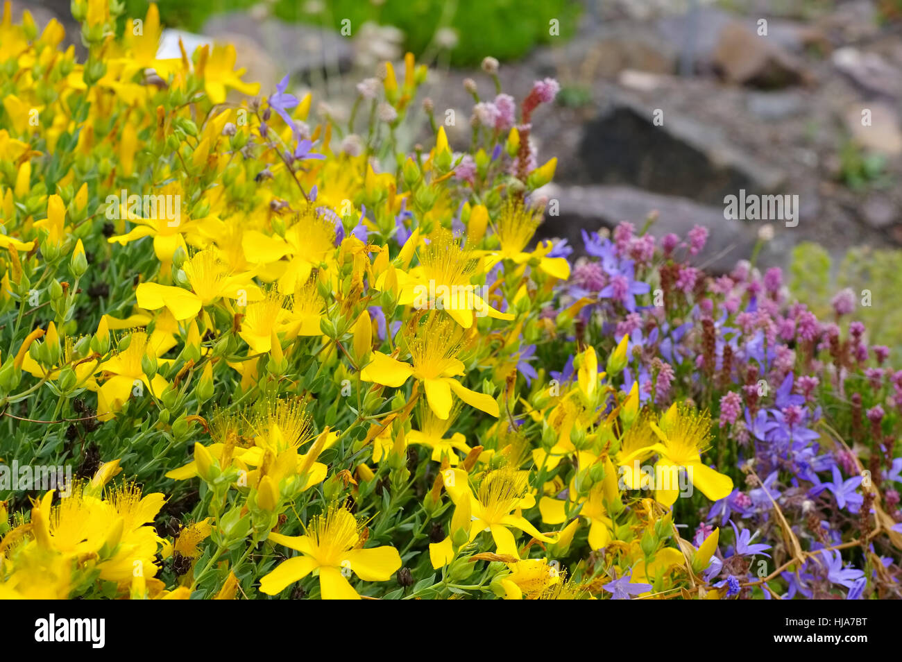 Hypericum olympicum, un fiore giallo di San Giovanni-mosto impianto Foto Stock