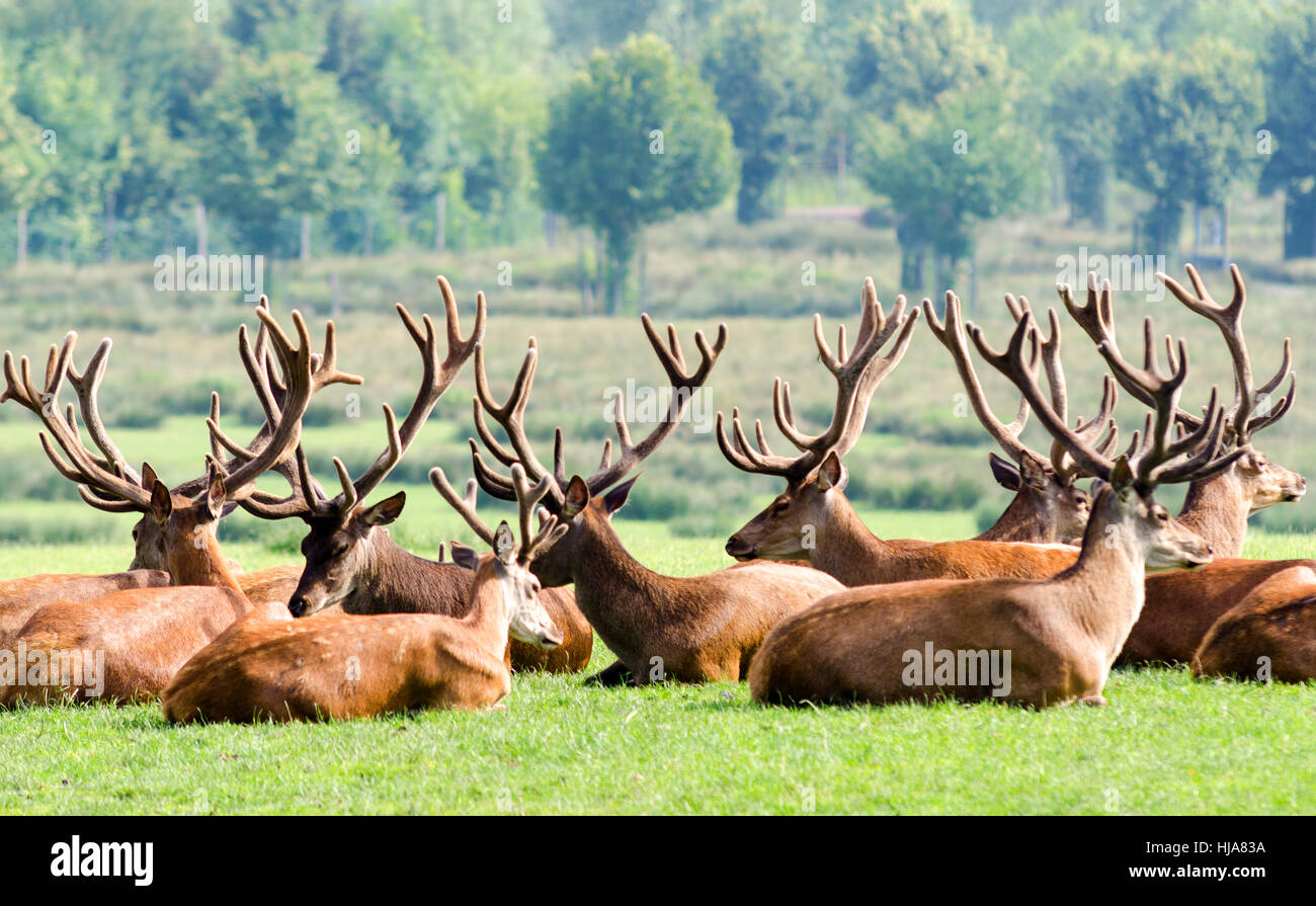 Park, animale mammifero, legno, fauna selvatica, maschio, maschile, Bull, buck, zoo, menzogna, Foto Stock