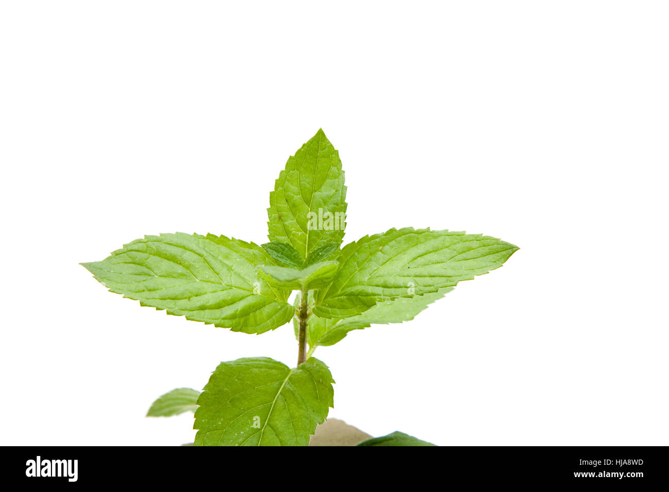 menta piperita Foto Stock