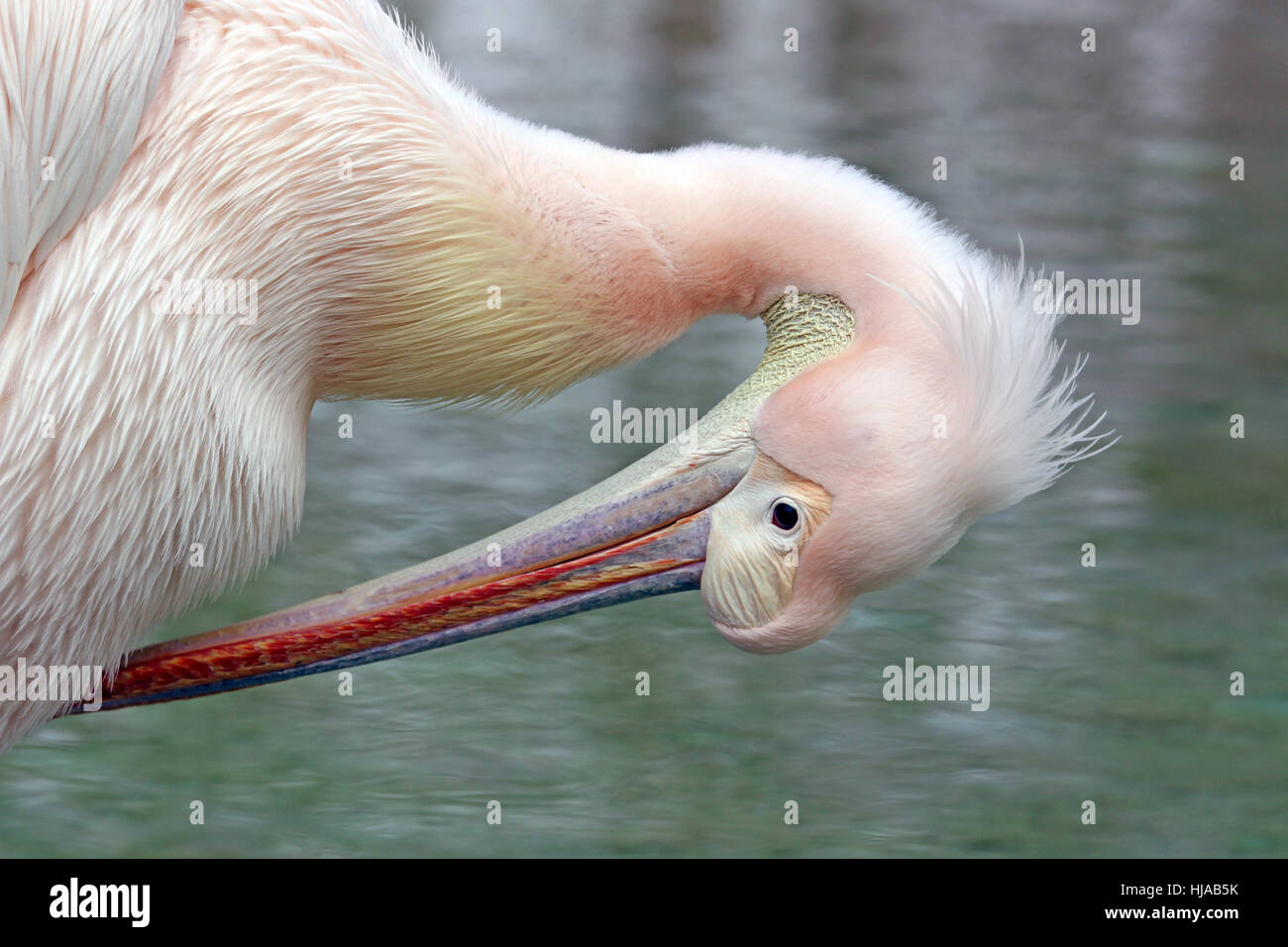 Il becco, Pelican, becchi, rosa, ritratto, il becco, sfumatura, waterfowls, furbish, Foto Stock
