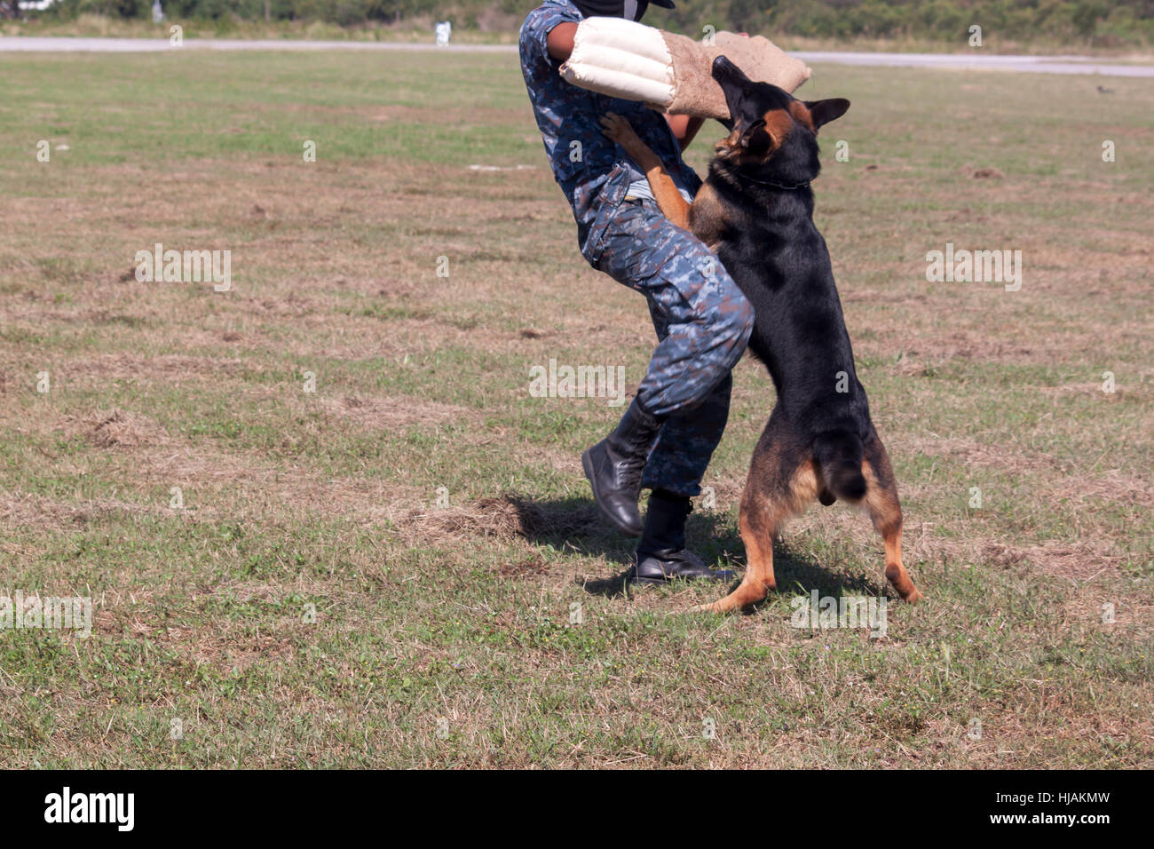 I soldati della K-9 cane unità lavora con il suo partner di fermare un cattivo ragazzo durante una dimostrazione Foto Stock