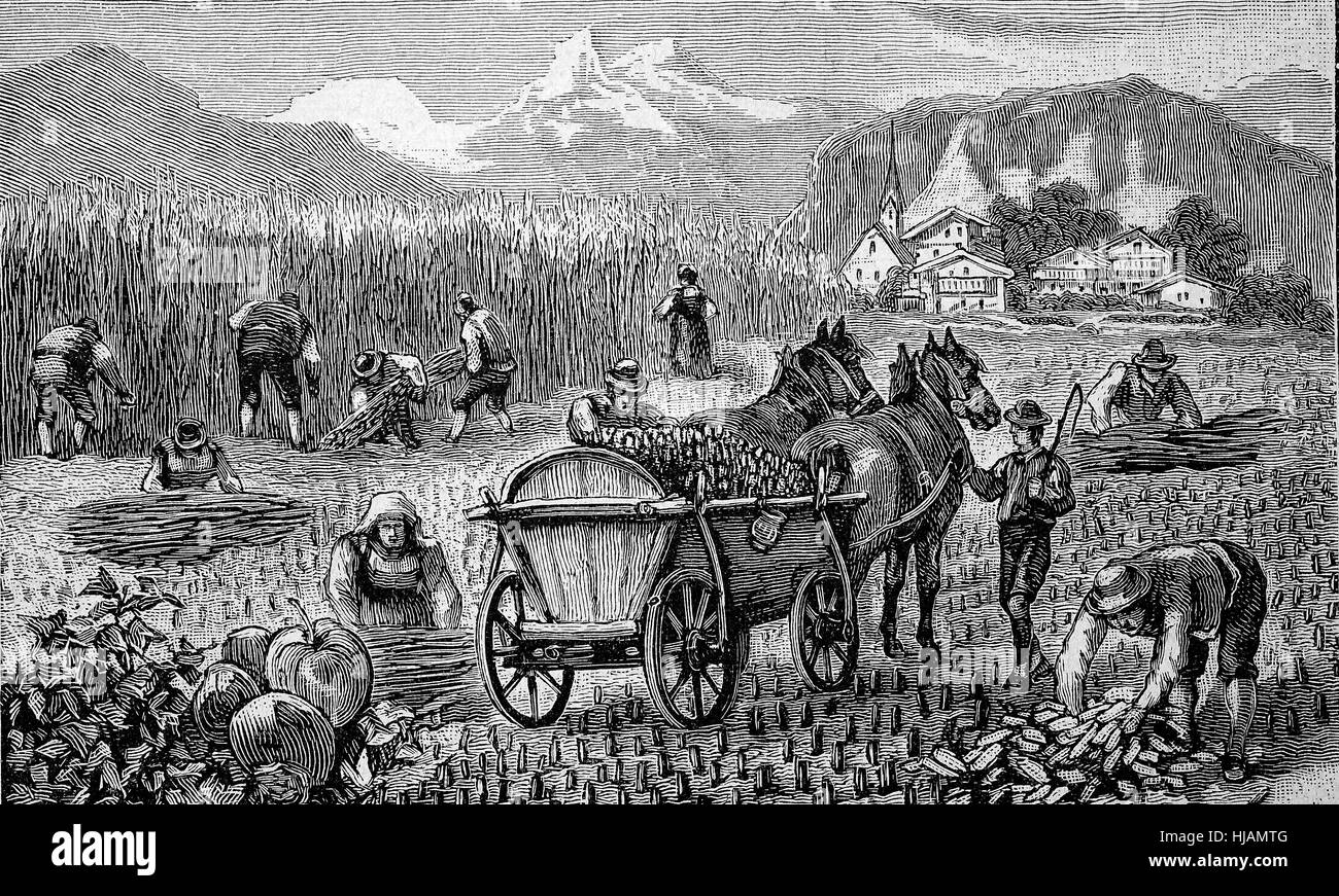 Il raccolto di mais, grano, nelle alpi bavaresi, Baviera, Germania, di taglio e di carico, agricoltura, immagine storica o illustrazione a partire dall'anno 1894, digitale migliorata Foto Stock