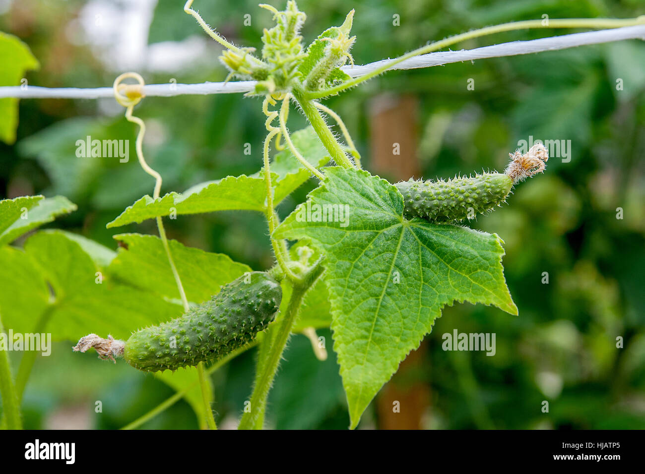 Un cetriolo in una boccola all'esterno. Come far crescere una pianta di cetriolo in un giardino. Giovani cetrioli sulla boccola in fiore nel giardino estivo durante l'estate. Foto Stock