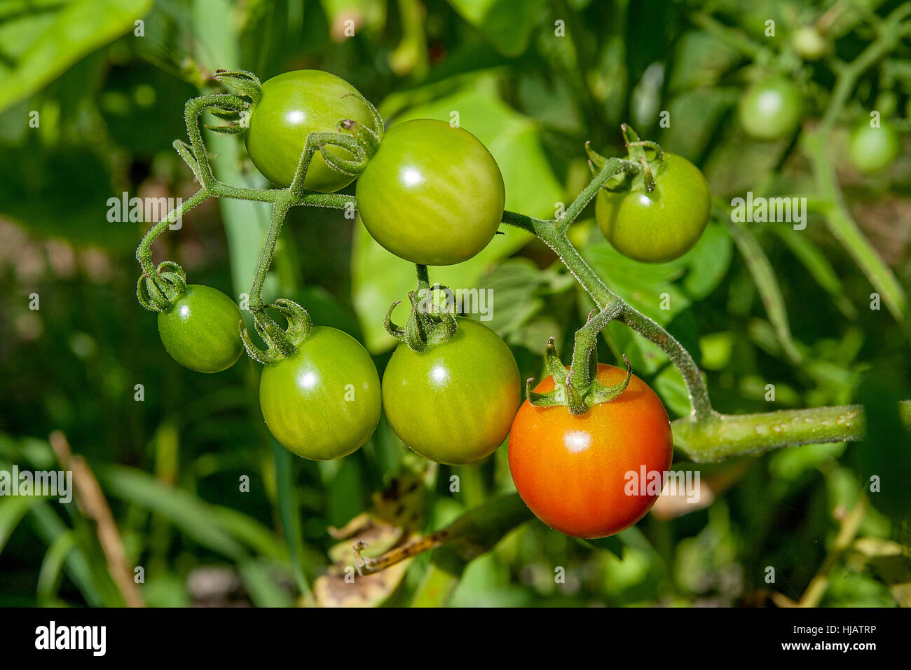 Verde e Rosso e i pomodori ciliegia sul ramo. Coltivazione di pomodori ciliegini in giardino. Profondità di campo. Focus sui pomodori. Foto Stock