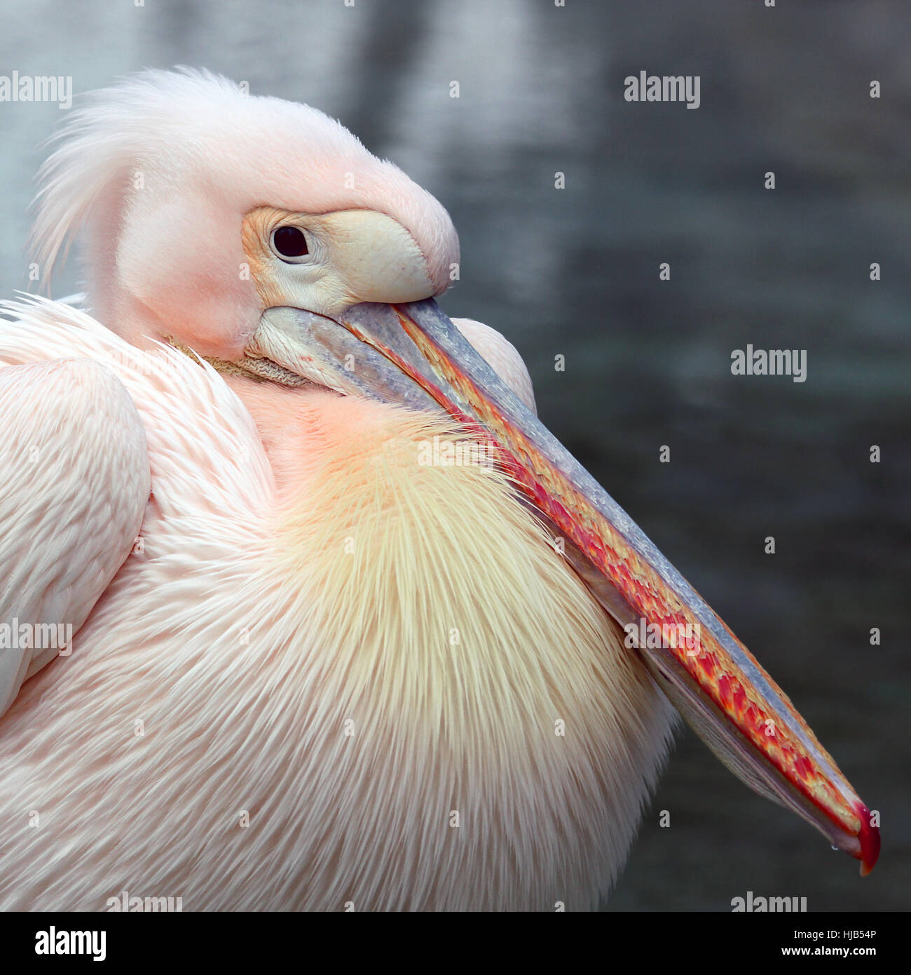 Diagonale, becco, Pelican, quadratica, becchi, rosa, macro close-up, macro Foto Stock