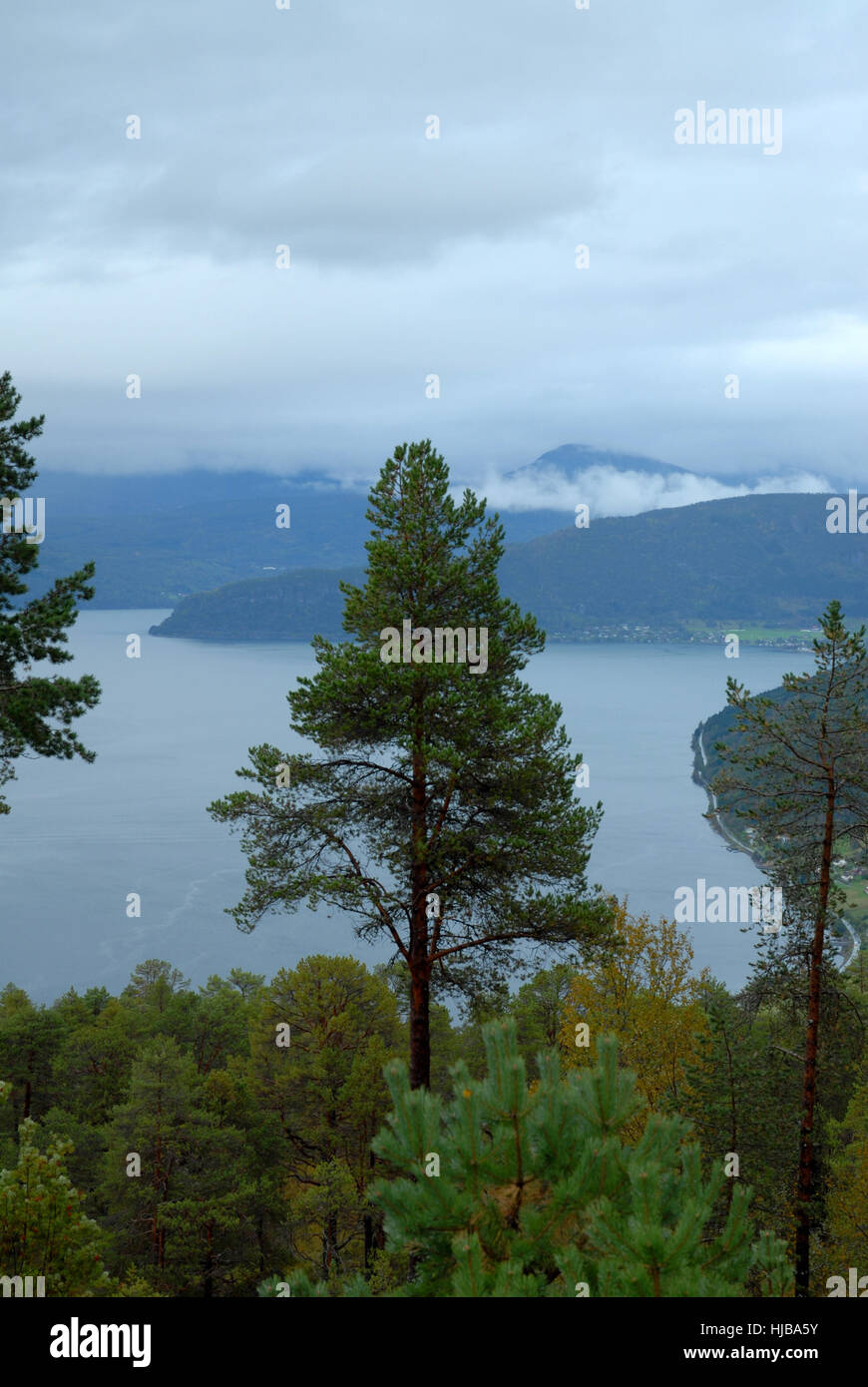 Albero, alberi, Norvegia, fiordo, Firth, montagna, banca, nuvole, shore, albero, alberi, Foto Stock