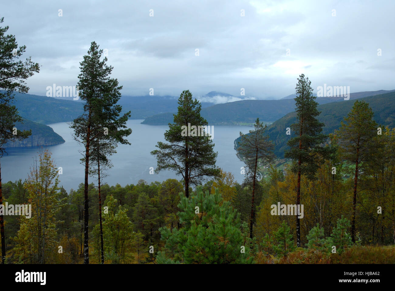 Albero, alberi, Norvegia, fiordo, Firth, montagna, banca, shore, albero, alberi, Foto Stock
