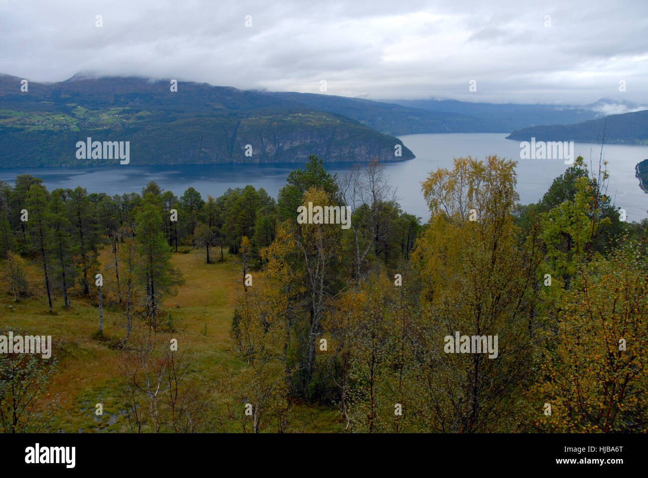 Albero, alberi, Norvegia, Fjord, dirupi, Firth, montagna, albero, alberi, montagne Foto Stock