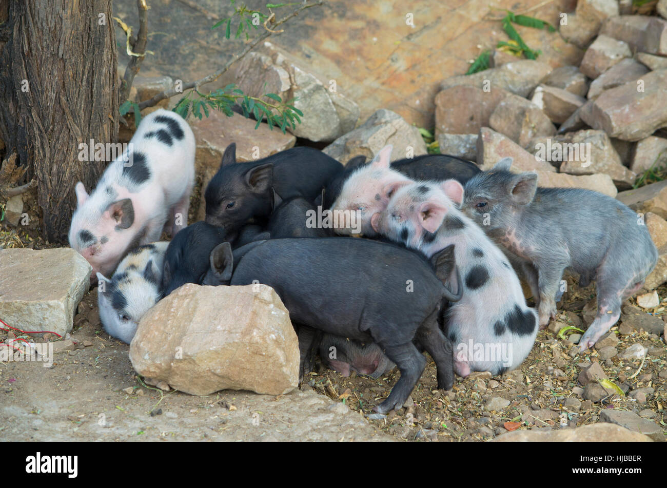 Piccoli animali Suini di motley colore, animali, cubs, piccole, suini, motley, problema, fattoria, casa, nascita, villaggio, rurale, economia Foto Stock