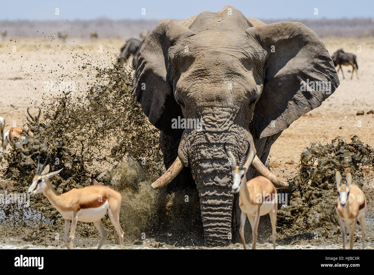 Imponente bull elephant divertendosi schizzi al waterhole Foto Stock