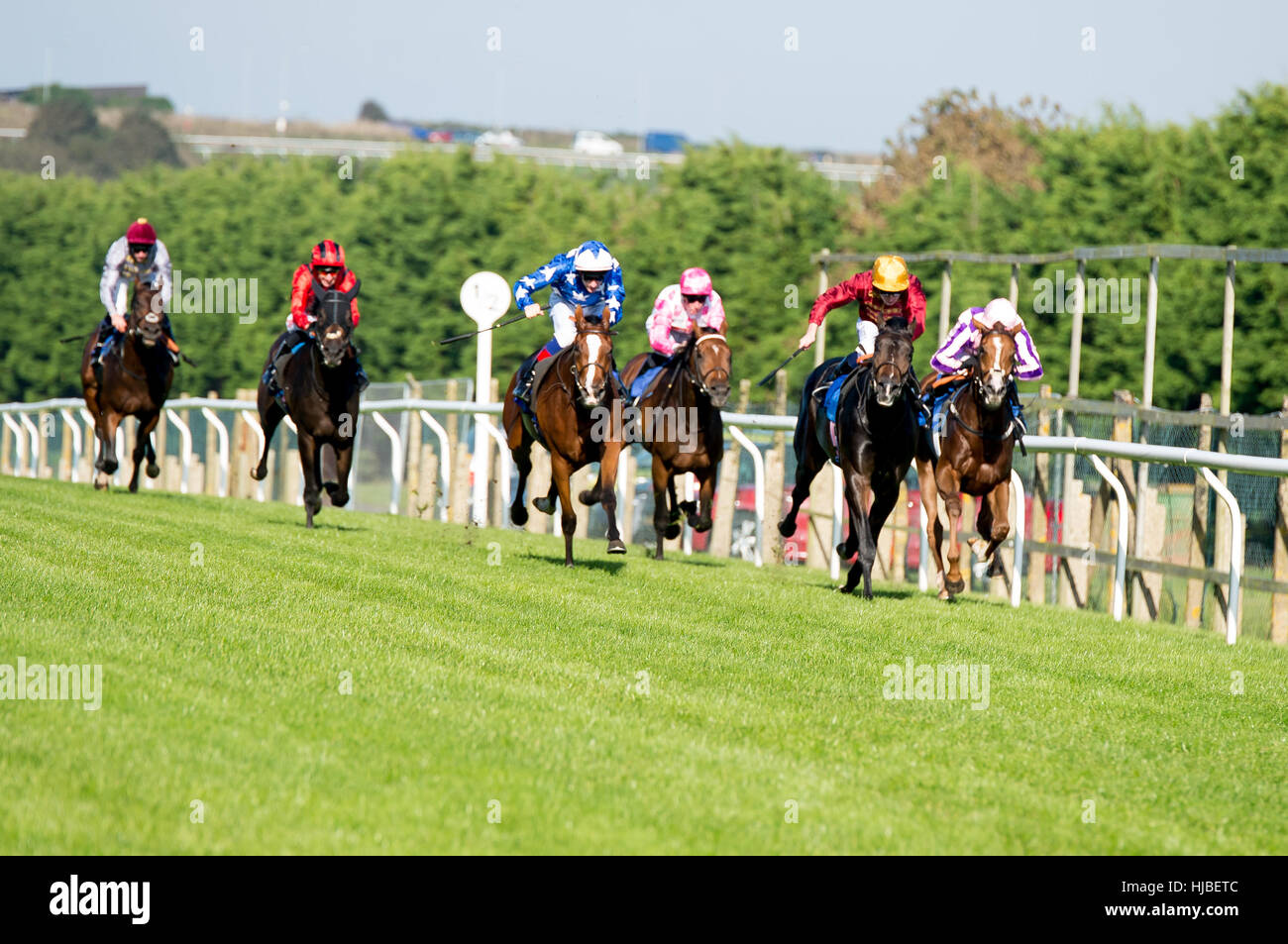 Cavalli corsa verso il traguardo a Brighton racecourse, Sussex, Regno Unito Foto Stock