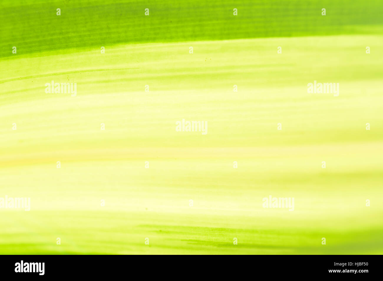 Una texture verde sfondo dalla natura.Close up.1 Foto Stock