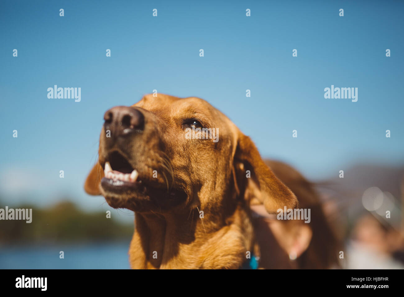 Cane le orecchie sportellino nel vento Foto Stock