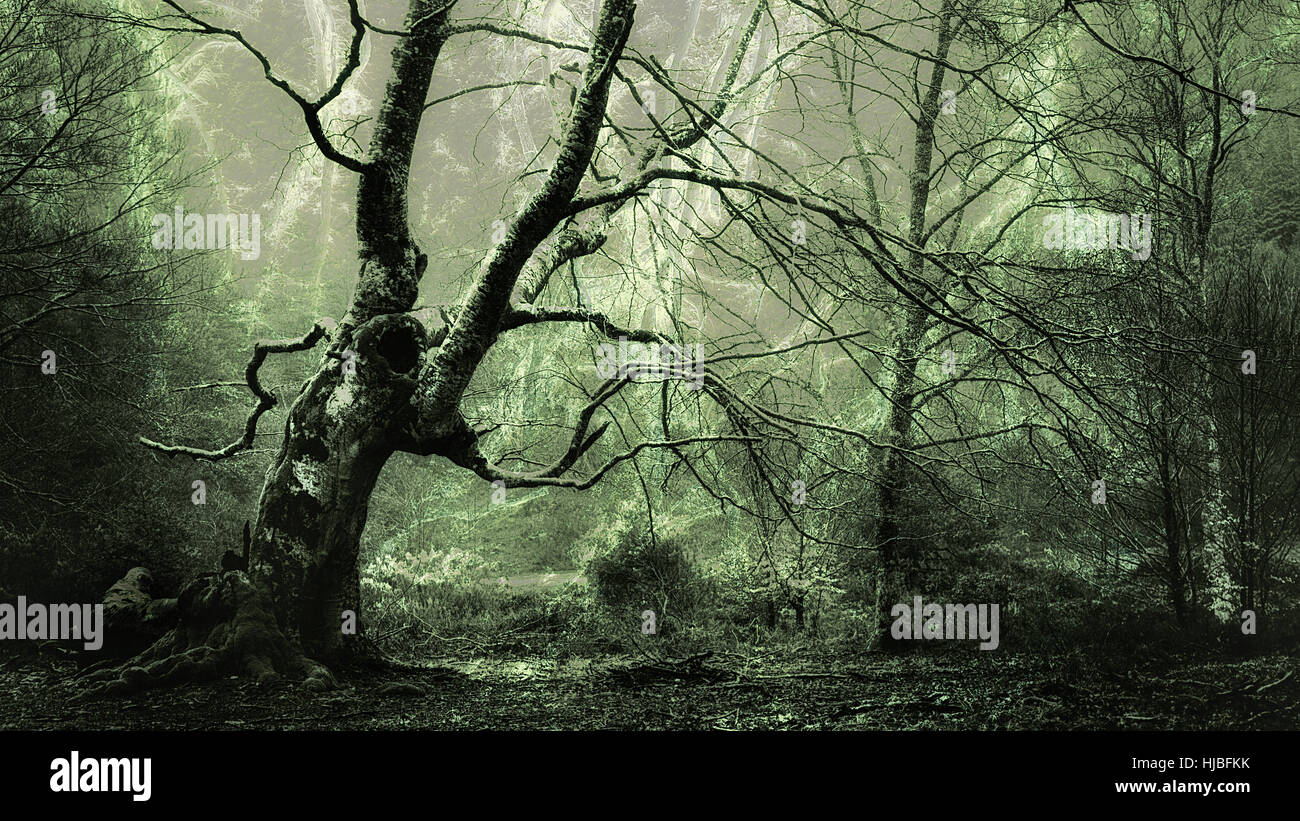Horor foresta Foto Stock