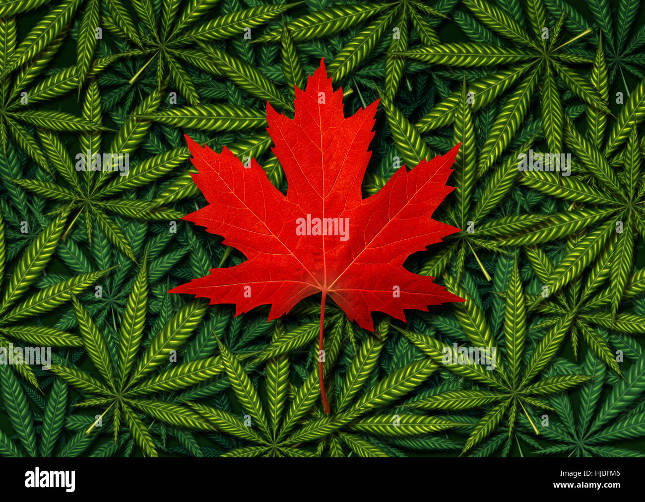 Canadese di concetto di marijuana e Canada canabis Diritto e legislazione sociale come problema medico e ricreativo utilizzo di erbaccia icona come red maple leaf su un ba Foto Stock