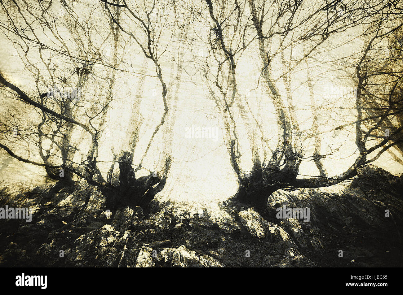 Scary foresta con creepy alberi Foto Stock