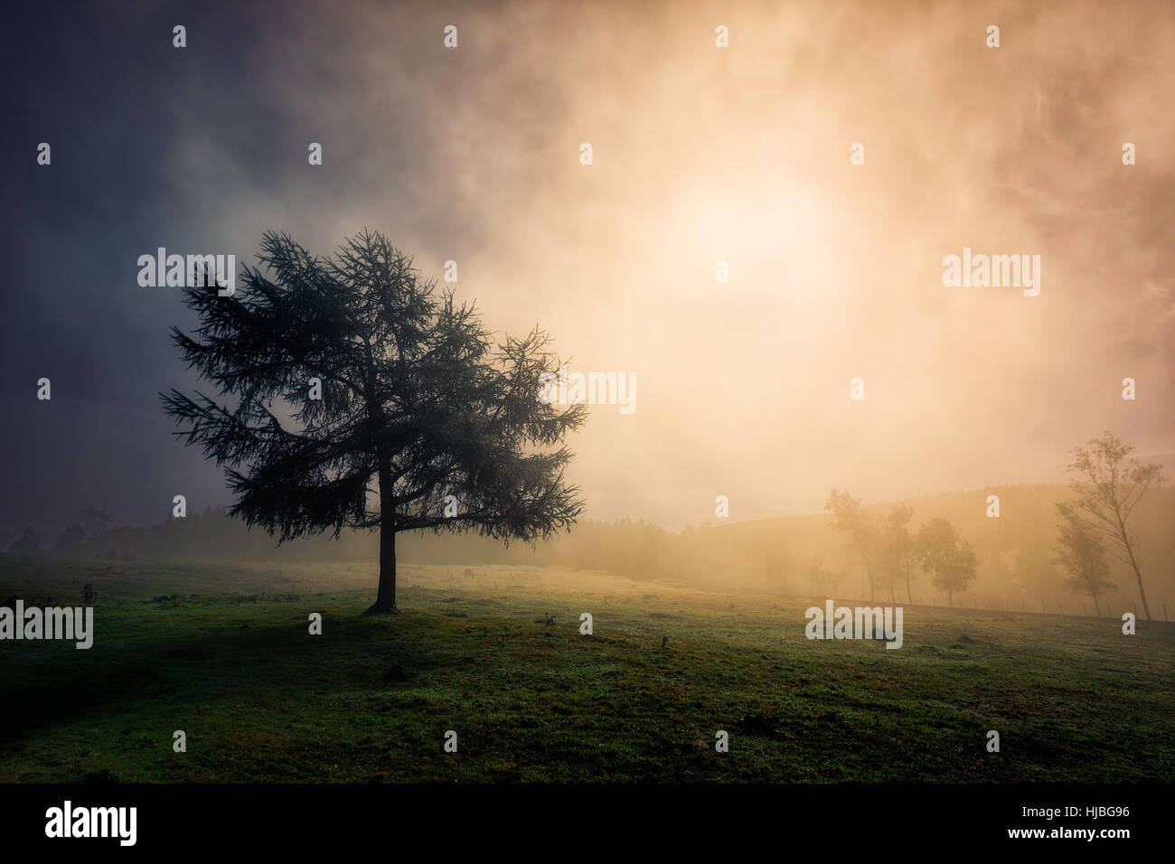 Albero solitario con una luce da sogno Foto Stock