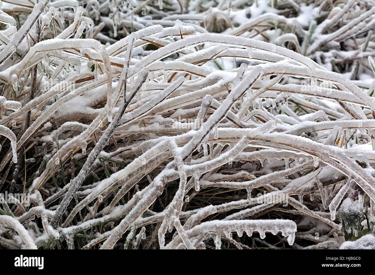 Foglie e rami di alberi in inverno ricoperto di ghiaccio Foto Stock