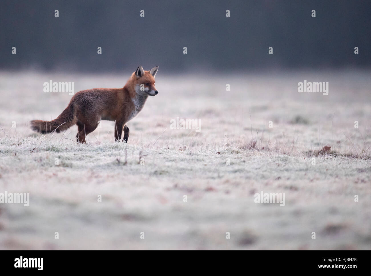 Un rosso selvatico volpe (Vulpes vulpes) all alba di un inverni mattina nel Warwickshire Foto Stock